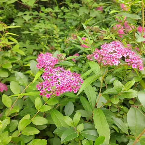 青化中学第十八周值周工作掠影