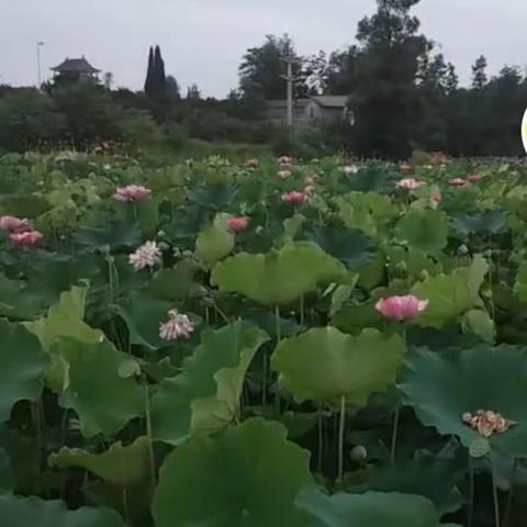 夏日荷花别样红