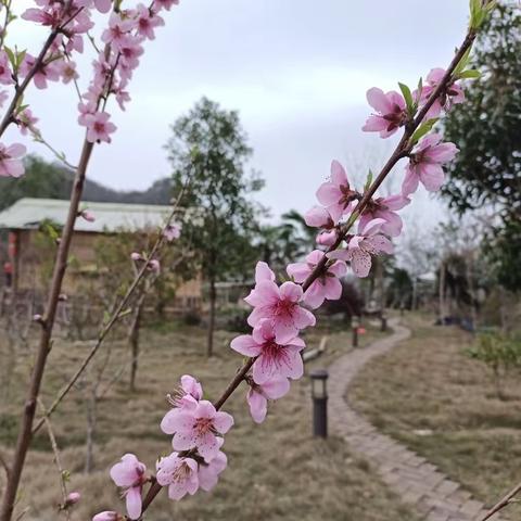 春天里的花