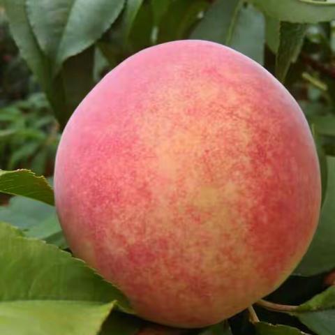 梁山老农陕西特产专供18220327307