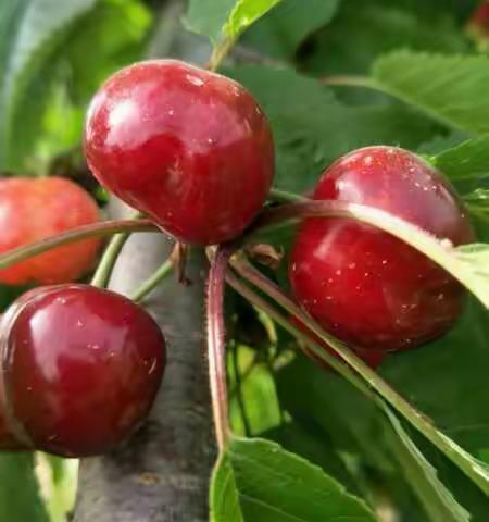 人间圣果：陕西露天樱挑