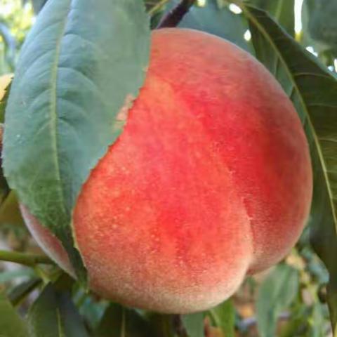 荆家雪晶甜脆利核桃