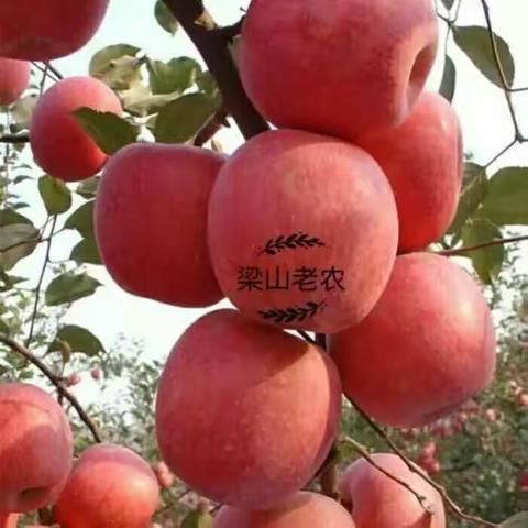 平平安安，快快乐乐，分享美味特产