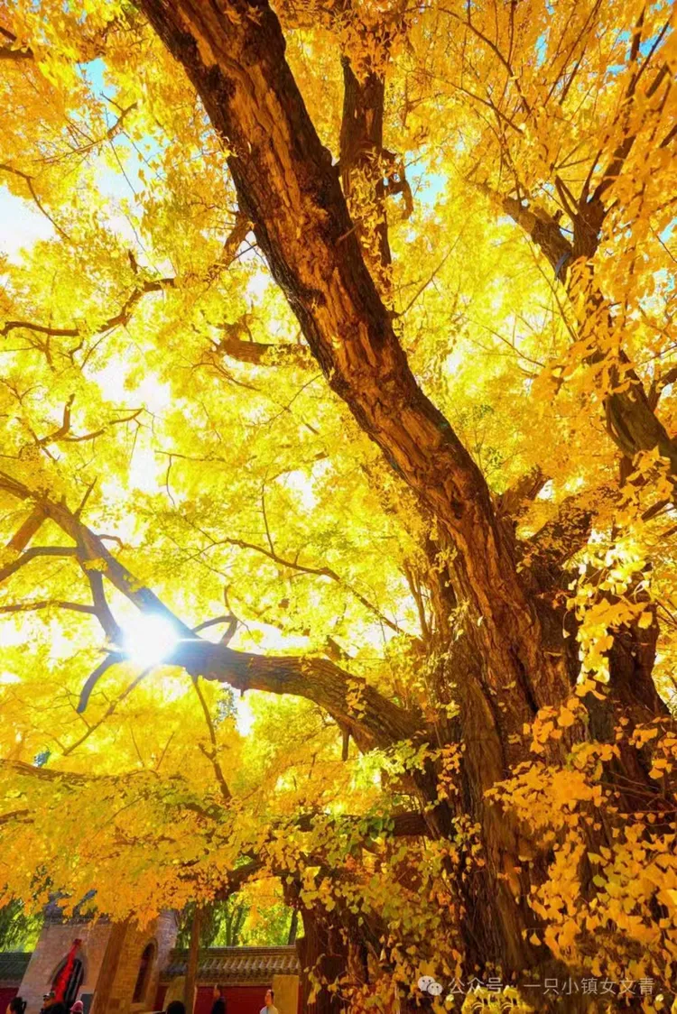 秋天的美丽画卷:十二