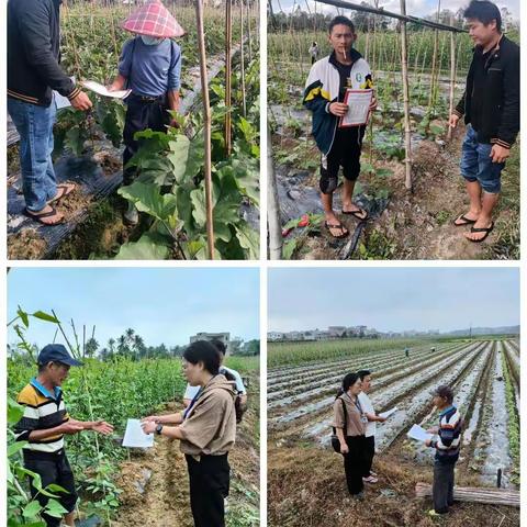 海口市秀英区东山镇监管豇豆宣传工作