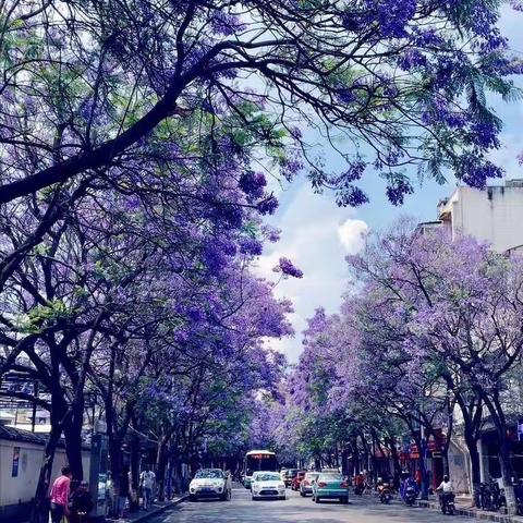 跑在初夏   蓝花楹开
