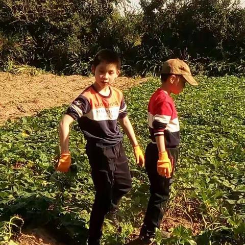 澄迈之行---桥头挖地瓜 体验农家生活