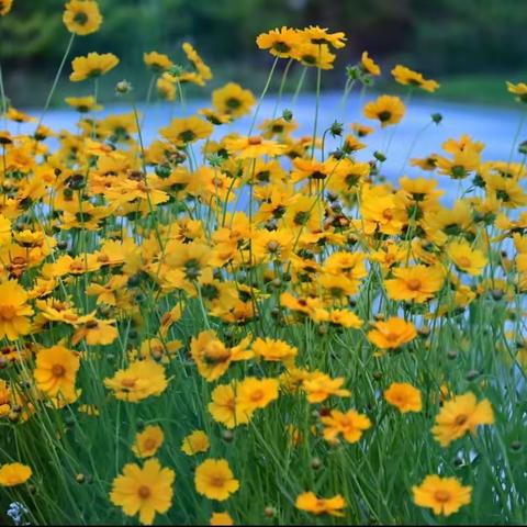 春花烂漫