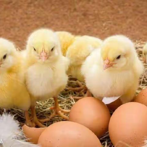 “21天细心呵护，见证生命奇迹”一合肥市包河区七彩竹园幼儿园中一班孵小鸡🐣主题活动