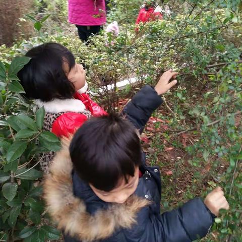 红叶与红果果（下）