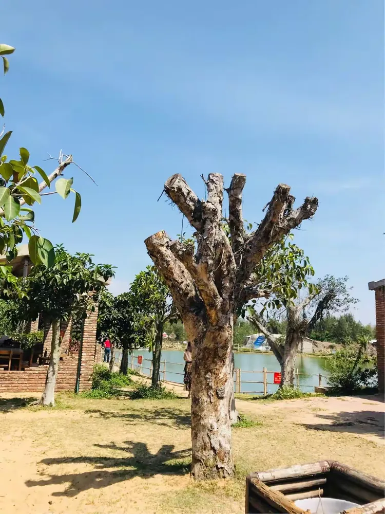 中信幸福农场