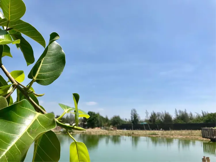 中信幸福农场
