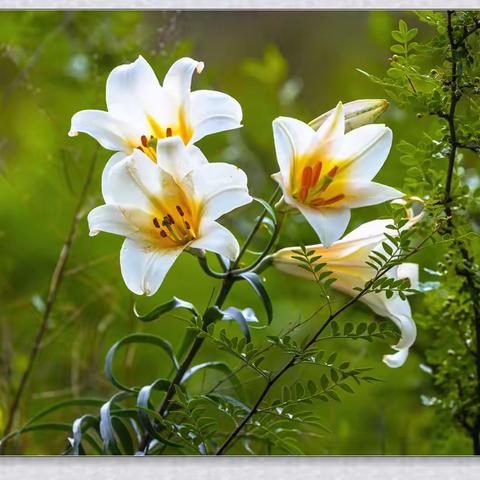 岷江百合，生于悬崖、水边、屋檐间……孤傲而清冷的个性，或许还有一丝丝淡淡的愁！！！看一次就看个够--土司影像！