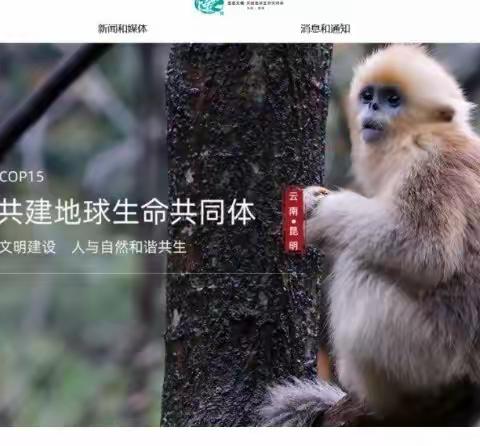 官渡区南站幼儿园香蕉三班开展生物多样性主题活动，爱护环境我在行