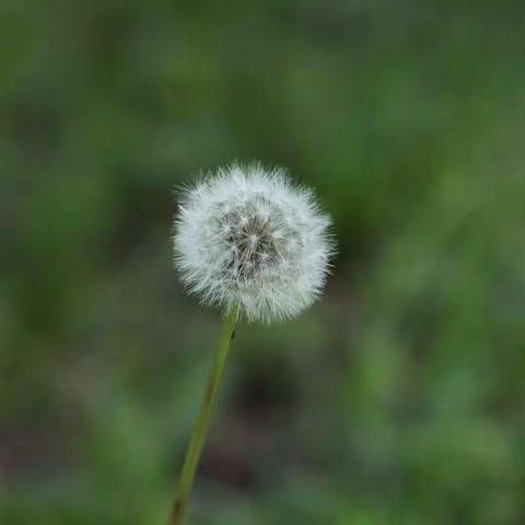 蒲公英