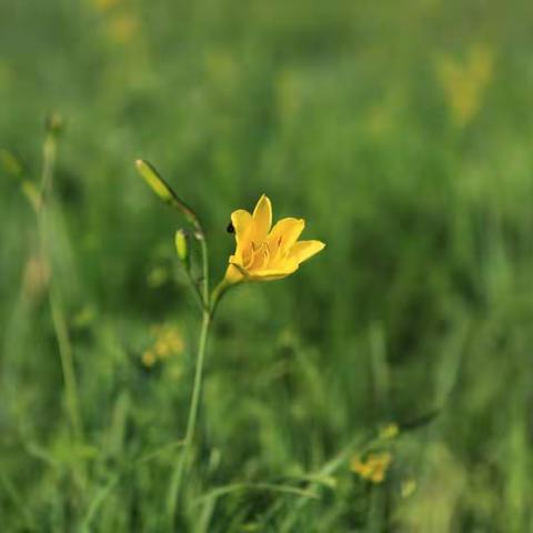 黄花菜