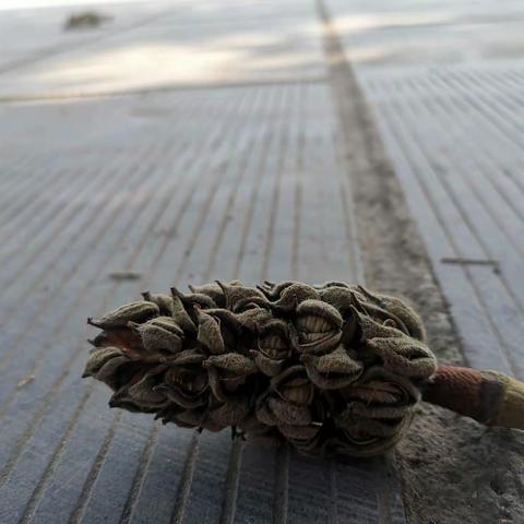 九年级四班    双立双成之好习惯分享会