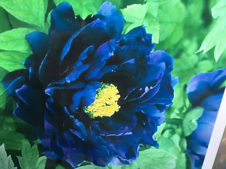 第一次看见蓝色的牡丹花