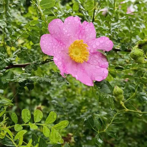 夏木阴阴叶成帷，雨后风光一时新