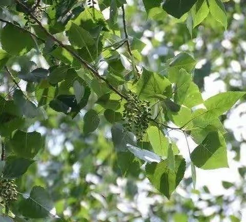 晴风吹杨絮     絮飞花满城