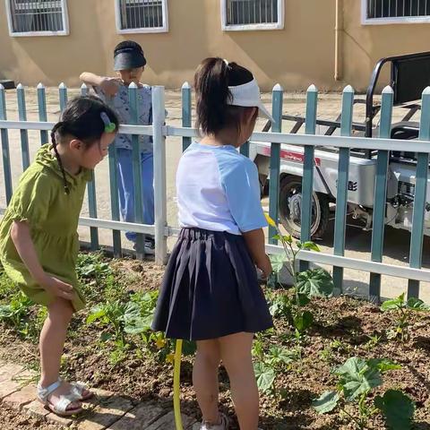 大五班课程故事——黄瓜种植记