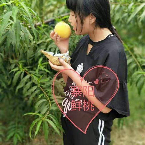 长宁镇寨阳村黄桃成熟 迎宾