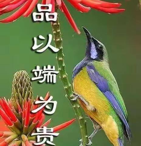 万物有花的衬托才是最美的
