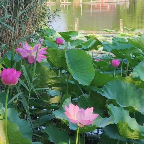 大明湖畔夏雨荷