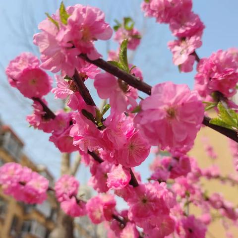 春暖花开，济南泉城一片生机盎然