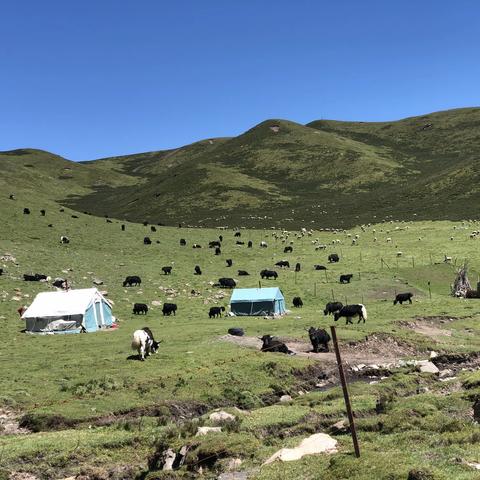 美丽的夏日塔拉，我可爱的家乡和可爱的家人！
