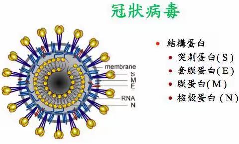 共同战“疫” 我们一直在行动--第一篇 关于新型冠状病毒