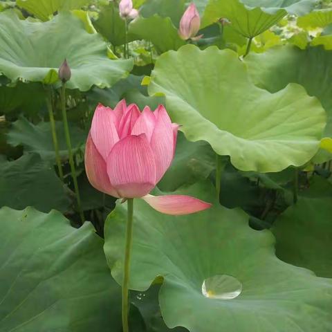 趣味暑假 之田间地头——虹路小学三（3）班方锵宇