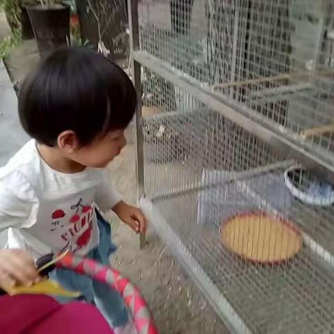 姥姥、姥爷记录的棠棠（八）