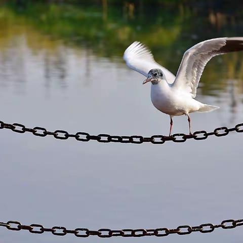 红嘴鸥