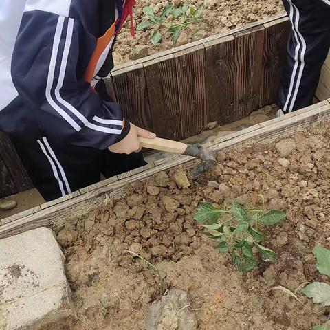 种菜，我也可以