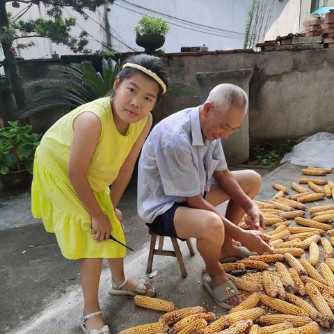 我帮外公剥玉米