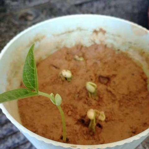 科学探索植物篇——🌱小豆子成长记🌱遂昌县实验教育集团205班