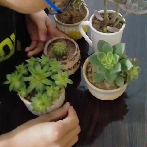 中兴小学“3.12植树节”主题活动