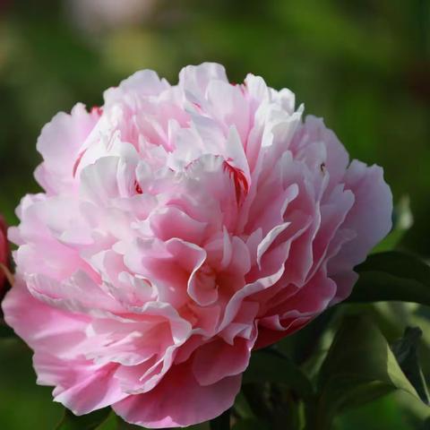 贵德县二连村花卉基地———芍药花