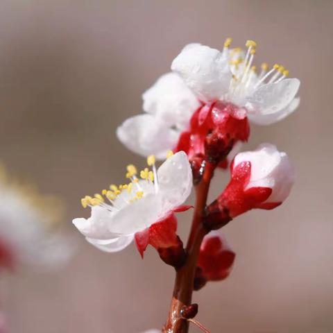 贵德杏花