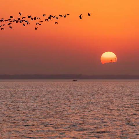 此鸟来时动鹰城