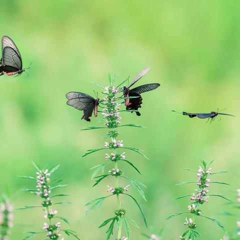 又见蝴蝶飞