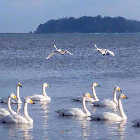 市老年大学威海天鹅湖采风作品展