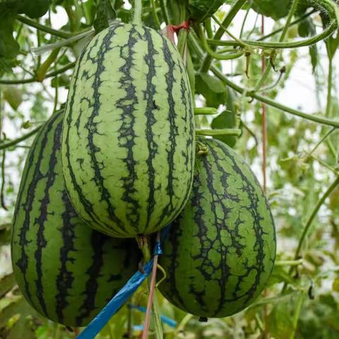 “秦台”牌富硒迷你西瓜丰收了！