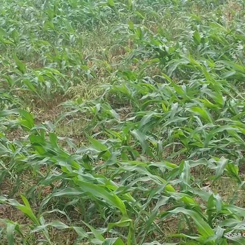 礼泉县农业农村局种子管理站：谋事干事 倾力推动“解放思想谋发展、转变作风办实事”主题教育活动取得实效