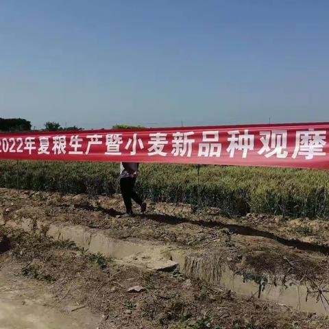 礼泉县召开2022年夏粮生产暨小麦新品种观摩会