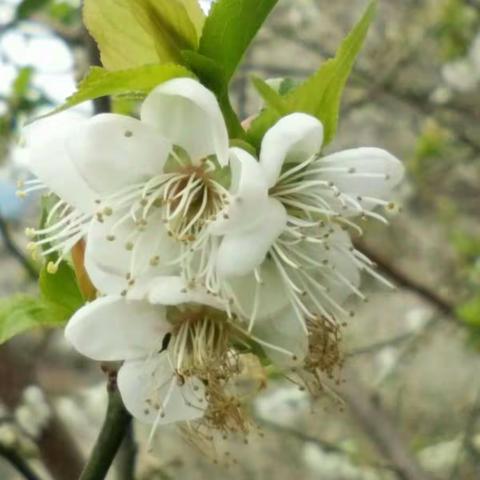墙角数枝梅， 凌寒独自开。 遥知不足雪 ，为有暗香来。