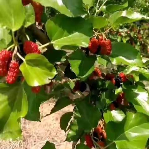 云蒙小镇汽车营地的美篇