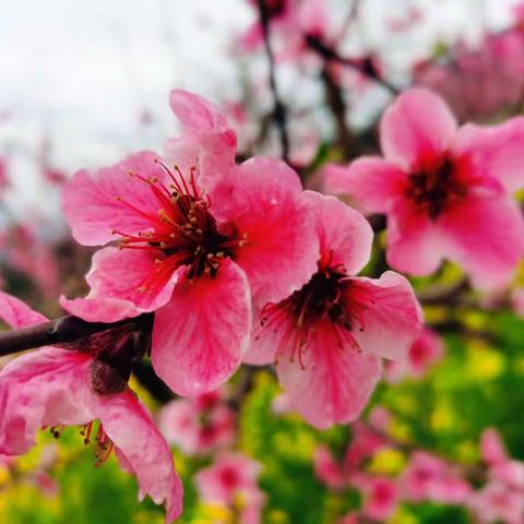 春暖花开