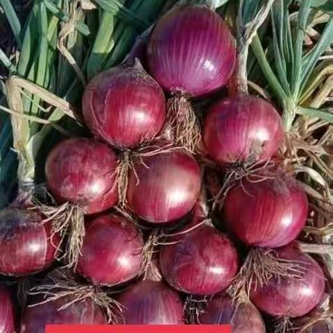 秋实种业新品种红旗456——“横空出市”